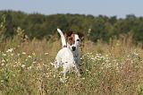 FOX TERRIER POIL LISSE 140